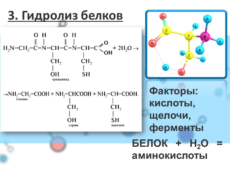 3. Гидролиз белков БЕЛОК + H2O = аминокислоты Факторы: кислоты, щелочи, ферменты